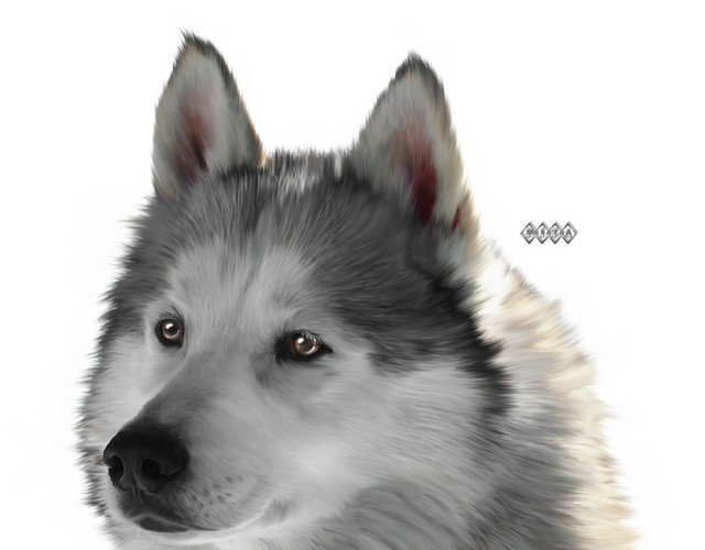 手绘卡通动物狼插画