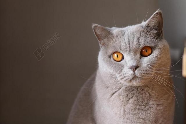 动物 猫 特写 可爱 猫的 宠物 晶须
