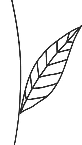 卡通植物手绘扁平插画