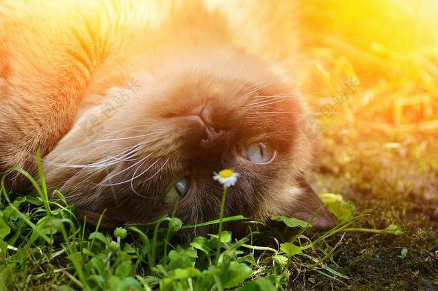 猫 英国短毛猫 纯种 毛皮 布朗 米色 蓝色的眼睛 甜 可爱