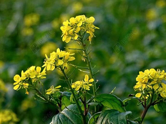 油菜 油菜开花 油菜籽场 黄色 农业 厂 春天 油料作物强奸