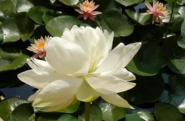 广告清新莲花盛开背景图片