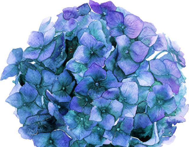 手绘花朵水彩插画