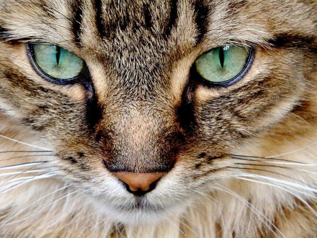 猫 猫的 猫的眼睛 绿色的眼睛 宠物 动物 眼睛 虎斑猫