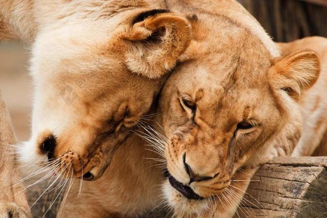 非洲 动物 大 肉食动物 猫 夫妇 拥抱 猫的 朋友 毛皮