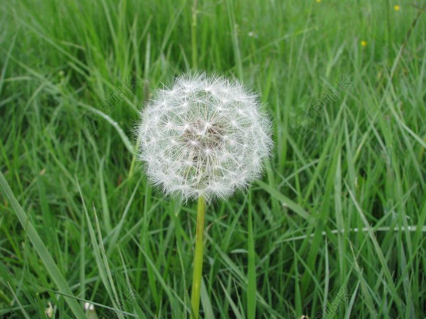 摄影清新草原上的蒲公英背景图片