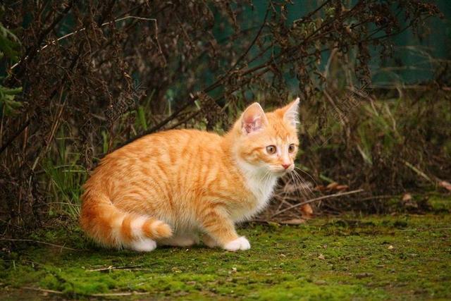 动物可爱草地上的黄色小猫背景图片
