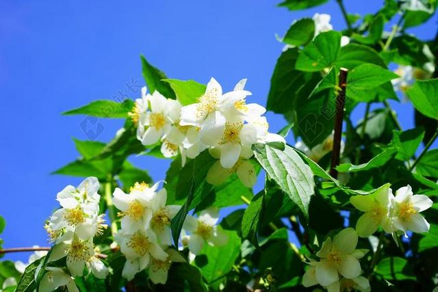 模拟橙 茉莉 鲜花 白 欧洲口哨 梅花冠状动脉