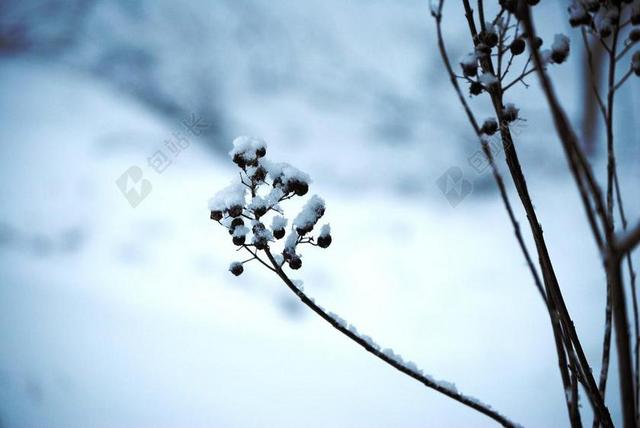 雪 冰 植物 冬天 冷 白 圣诞节 度假 霜 冻结 降雪