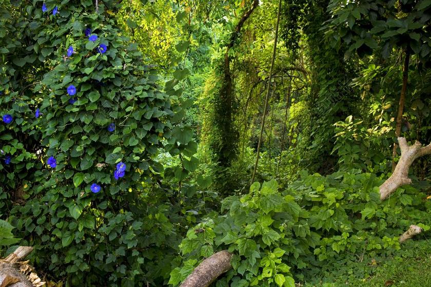 自然春天绿色的森林背景图片