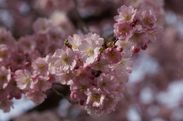 樱花 开花 春天 梅花 关闭 粉红色 招标 观赏樱花 开花枝