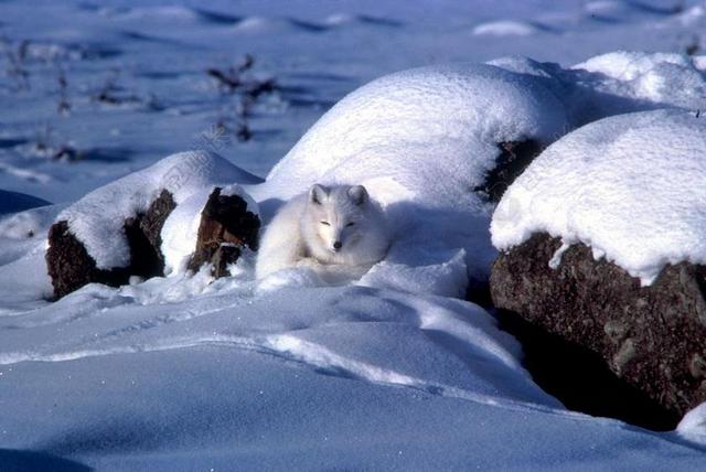 北极 福克斯 动物 冬天 雪 冰 岩 自然 目睹 国家