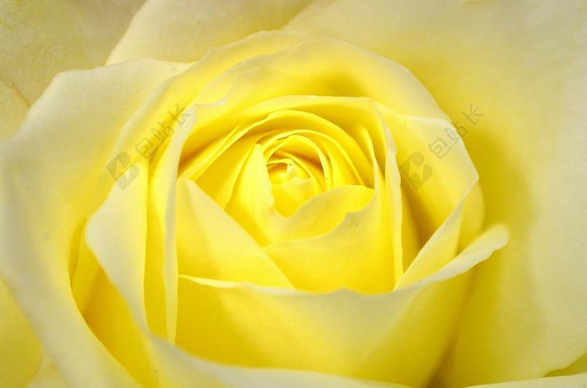 鲜花 花 植物 玫瑰 自然 特写 背景 季节 礼物 爱