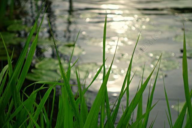 河 河岸 蔺 水边 水 阳光在水面上 散景