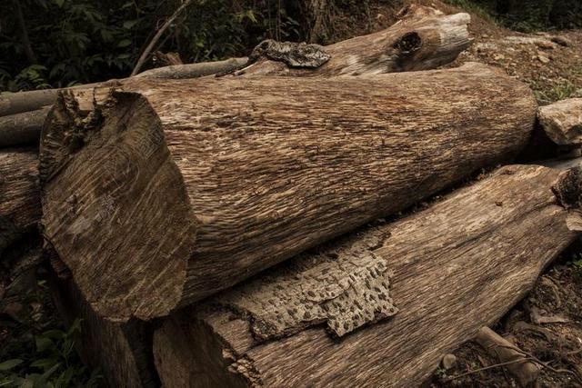 木材 树干 WOODPILE 森林 木 棕色 自然 日志记录