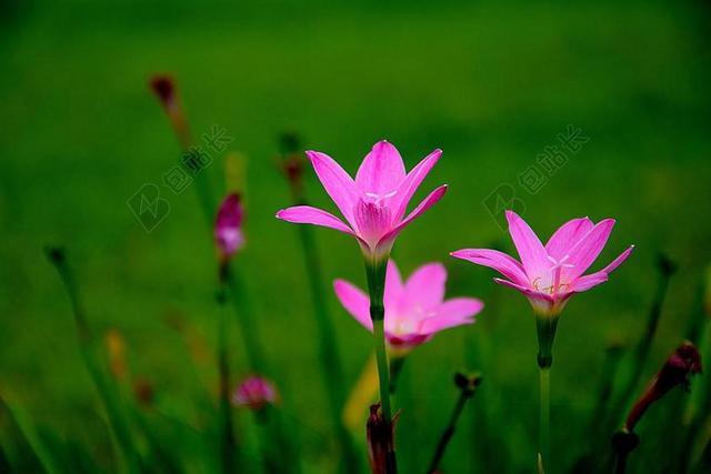 花 粉红色的花 性质 菊花 多彩 花卉园 粉红色的鲜花香味