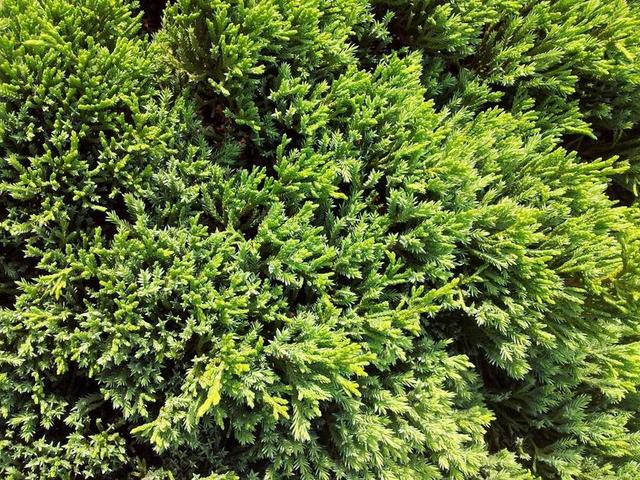 松树 树 叶子 绿化 背景 格林一家 分支机构 叶菜类 茎