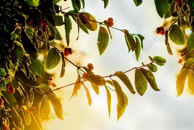 摄影唯美夕阳下的叶子背景图片