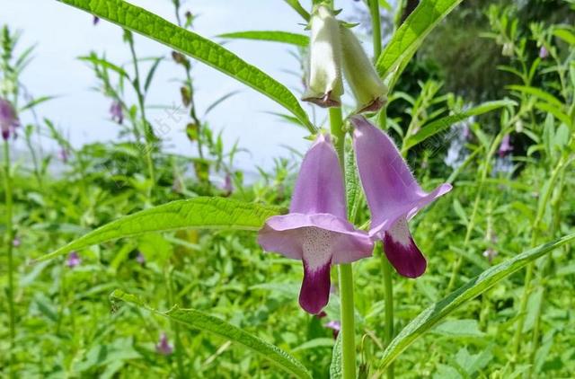 花 紫色 芝麻 直到萨法德 TILAM 胡麻科
