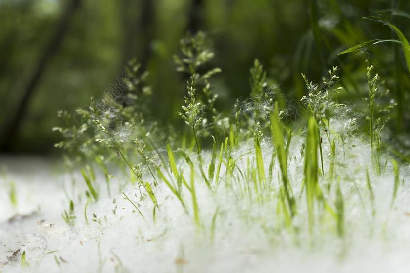 世界地球日 绿色 自然 叶 增长 颜色 植物 生态 行星