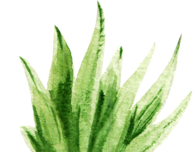 芦荟素材
