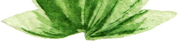 芦荟素材