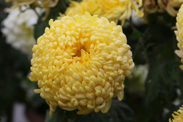 花 菊花 黄色