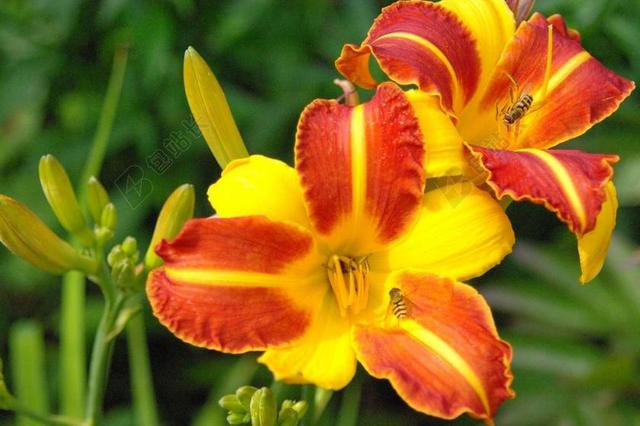 黄花菜 萱草黄花菜 花 厂 百合 植物 放大视图 性质 夏季