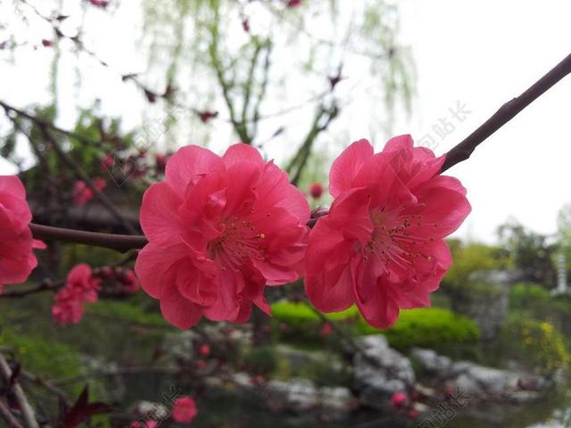 花卉 植物 梅花