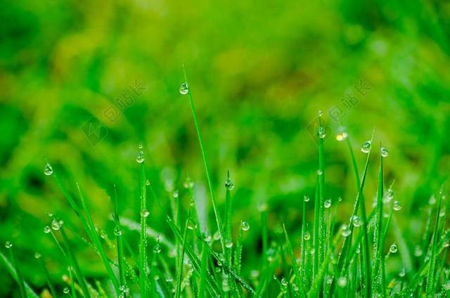 草 高峰 草地 滴 露水 花园 水 一滴水 珠 绿色