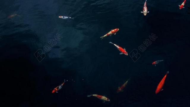 水 锦鲤 池 鱼 鲤鱼 户外 自然 宁静 光明 动物