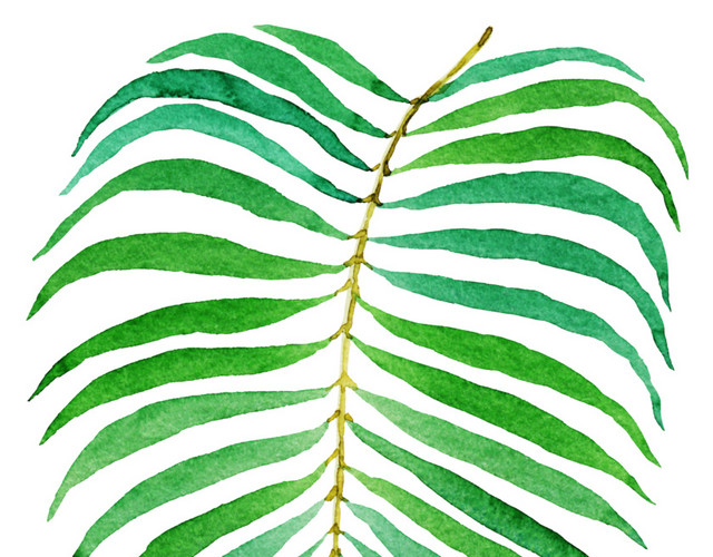 植物绿色叶子PNG素材
