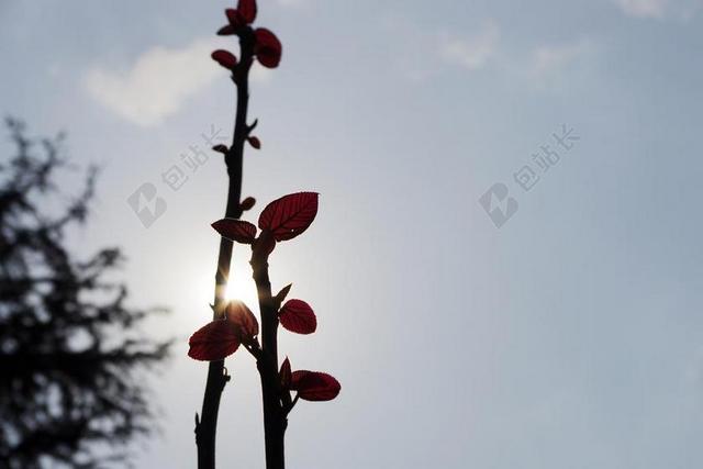 早春 花苞 希望 生命力 春天 花蕾