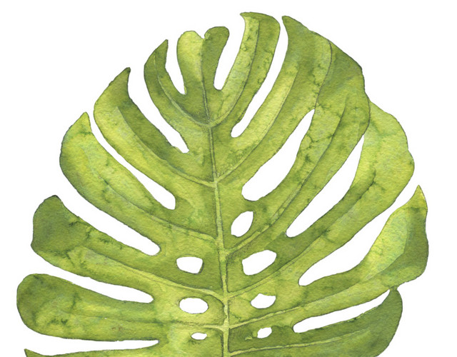 植物绿色叶子PNG素材
