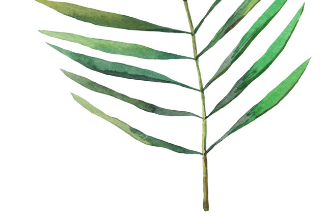 植物绿色叶子PNG素材