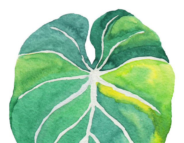 植物绿色叶子PNG素材