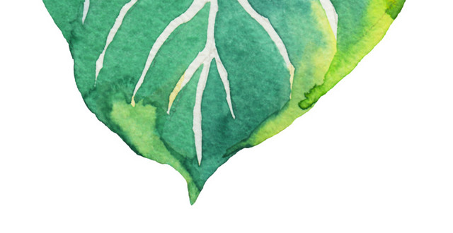 植物绿色叶子PNG素材