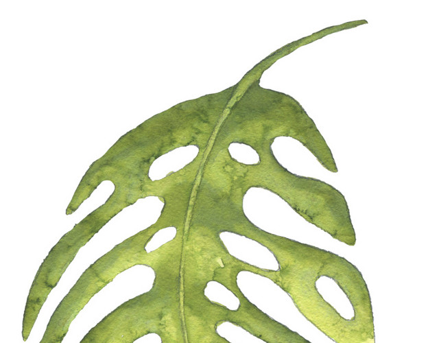 植物绿色叶子PNG素材