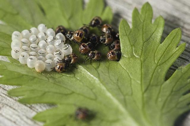 错误 叶的 BUG 昆虫 性质 森林 蛋 舱口盖