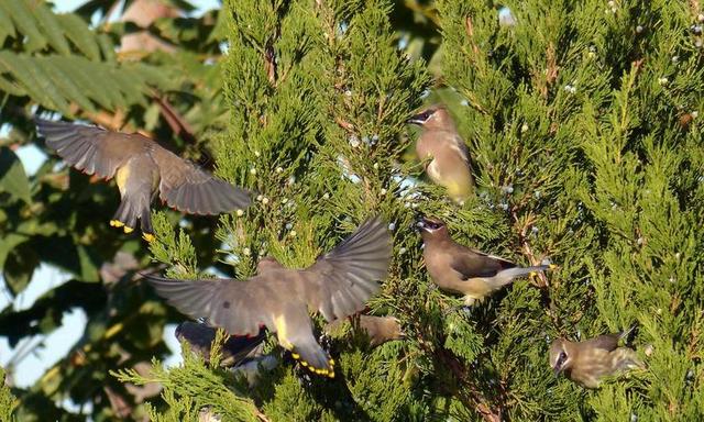 动物 小鸟矢量 野生 雪松WAXWINGS 颜色 翼 松 绿树