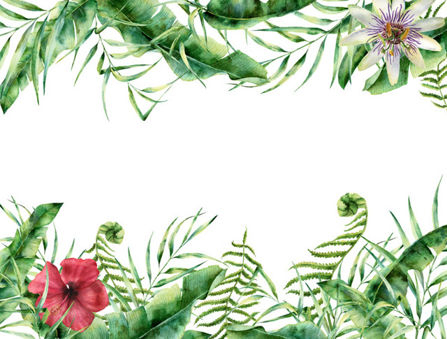 植物叶子花朵PNG素材
