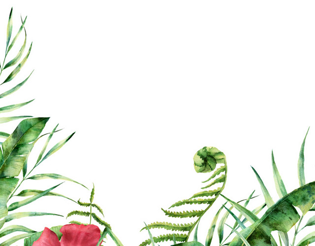 手绘植物叶子花朵PNG素材
