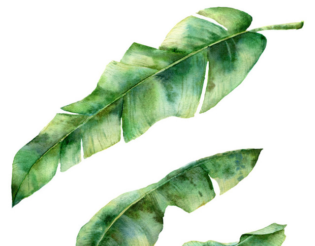 创意风绿植PNG素材