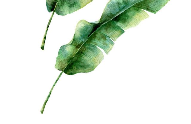 创意风绿植PNG素材