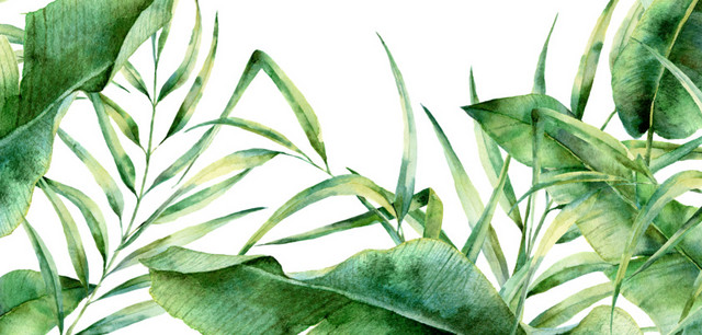 创意风绿植PNG素材