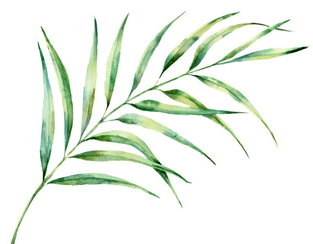 创意风绿植PNG素材