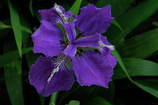 花卉 花朵 鲜花 植物 花 紫花 蝴蝶花 鸢尾花 开花