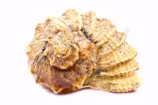 壳 海 罕见 白 弹 背景 单 贝壳 海洋 海螺 性质