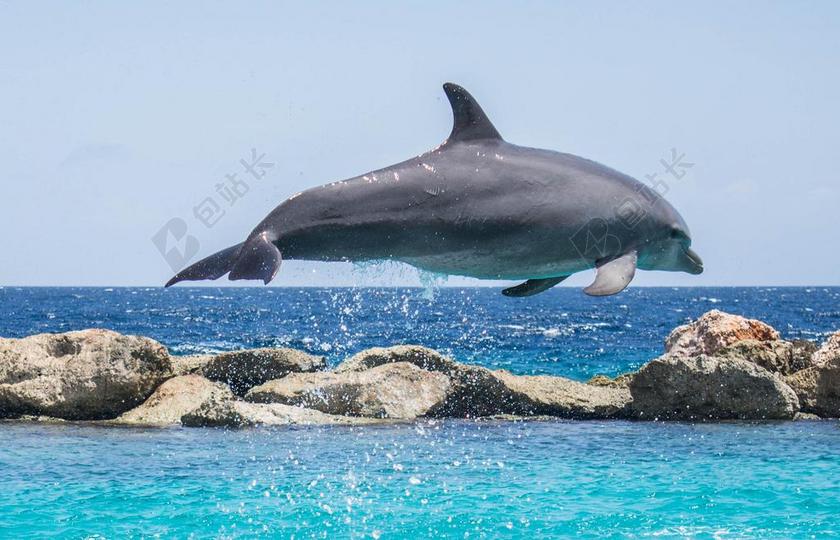 海豚 水族馆 跳跃 鱼 动物 海洋 水 生活 海 蓝色