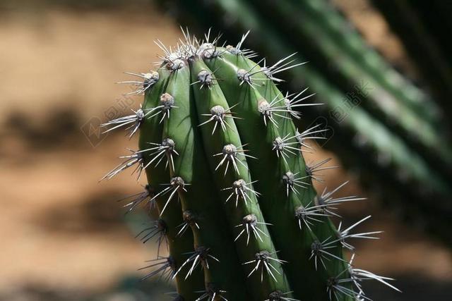仙人掌 自然 植物 沙漠 景观 夏天 植物学 植被 纹理
